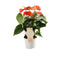 Anthurium