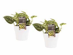 Decorum Duo Scindapsus Pictus Trebie met potten Anna White