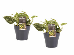 Decorum Duo Scindapsus Pictus Trebie met potten Anna Grey