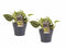 Decorum Duo Scindapsus Pictus Trebie met potten Anna Grey