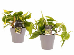 Decorum Duo Philodendron Brazil - Philodendron Scandens met potten Anna Taupe