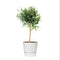 Citrus Australasica in ELHO outdoor sierpot Greenville Rond (wit)