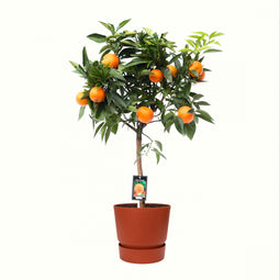 Citrus Orange in ELHO outdoor sierpot Greenville Rond (brique)
