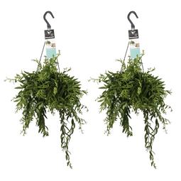 Decorum Duo Aeschynanthus japhrolepis