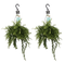 Decorum Duo Aeschynanthus japhrolepis