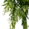 Decorum Duo Aeschynanthus japhrolepis