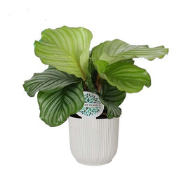 Calathea orbifolia in ELHO ® Vibes Fold Rond (zijdewit)