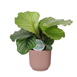 Calathea orbifolia in ELHO ® Vibes Fold Rond (delicaat roze)