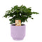 Coffea Arabica in Jane keramiek (Purple)