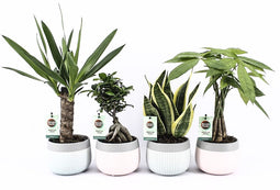 Amazone Mix in Mint Mosaic Keramiek