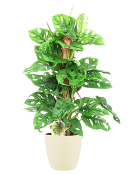 Monstera Monkey Leaf in ELHO sierpot (soap)
