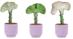 Trio Euphorbia lactea ‘Cristata’ in Jane keramiek (Purple)