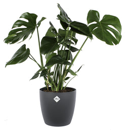 Monstera Deliciosa Struik met sierpot