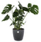 Monstera Deliciosa Struik met sierpot