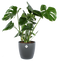 Monstera Deliciosa Struik met sierpot