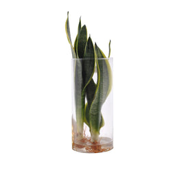 Sanseveria in Cylinderglas