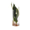 Sanseveria in Cylinderglas