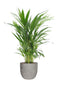 Goudpalm (Areca / Dypsis Palm) in Mica sierpot Jimmy (lichtgrijs)