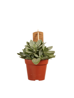 Senecio cephalophorus