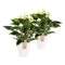 Duo Anthurium