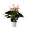Anthurium