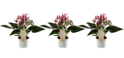 Trio Anthurium Zizou