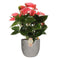 Anthurium