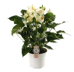 Anthurium "White Champion"