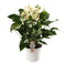 Anthurium
