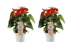 Duo Anthurium "Red Champion"