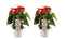 Duo Anthurium