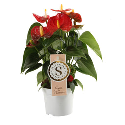Anthurium "Red Champion"