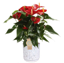 Anthurium "Red Champion" in sierpot Medan (wit)