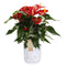 Anthurium