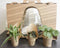 Plant Puzzle ® Discover the World Ecosysteem