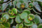 Plant Puzzle ® Discover the World Ecosysteem