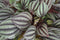 Plant Puzzle ® Discover the World Ecosysteem