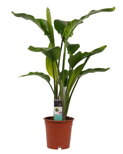 Decorum Strelitzia Nicolai