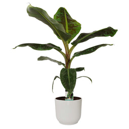 Decorum Musa Dwarf Cavendish in ELHO sierpot Vibes Fold Round (zijdewit)