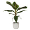 Decorum Musa Dwarf Cavendish in ELHO sierpot Vibes Fold Round (zijdewit)
