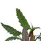 Decorum Alocasia Lauterbachiana met Elho brussels soap