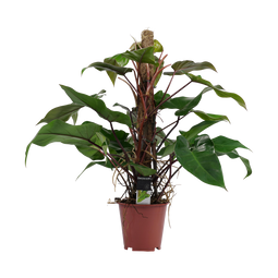 Decorum Philodendron Red Emerald