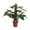 Decorum Philodendron Red Emerald
