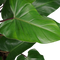 Decorum Philodendron Red Emerald