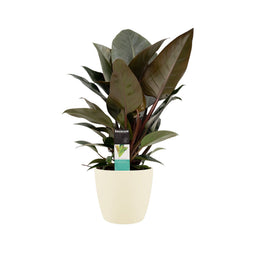 Decorum Philodendron Congo Rojo in ELHO sierpot Brussels (soap)