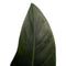Decorum Philodendron Congo Rojo in ELHO sierpot Brussels (soap)