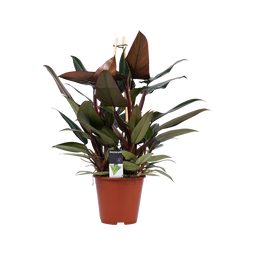 Decorum Philodendron New Red – Pyramide