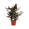 Decorum Philodendron New Red – Pyramide