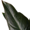 Decorum Philodendron New Red – Pyramide