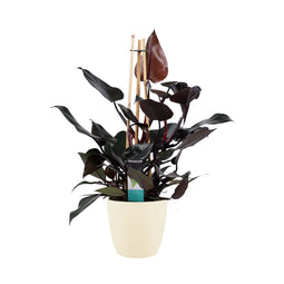 Decorum Philodendron Ruby - Pyramide in ELHO Round (soap)